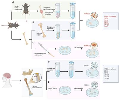 Characterization and potential of periosteum-derived cells: an overview